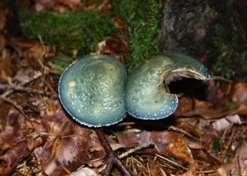 Grünspanträuschling (Stropharia aeruginosa) - © Bernard Wieser